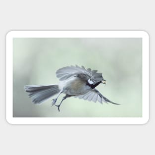 Chickadee Sticker